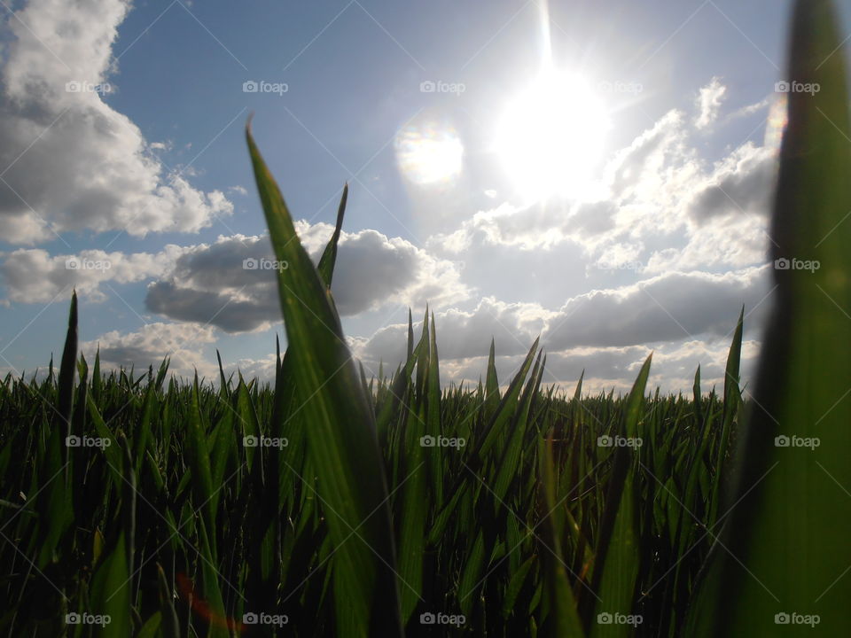 Early Wheat Up Close