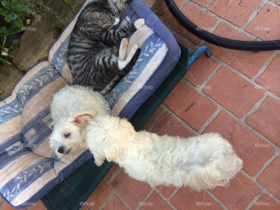 2x Maltese dogs with their cat friend