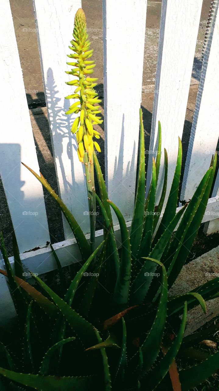 Aloe flor
