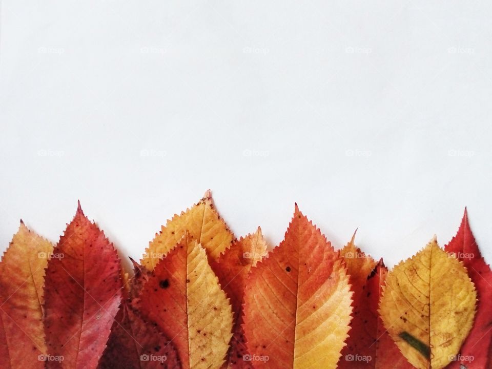 colorful leaves in autumn