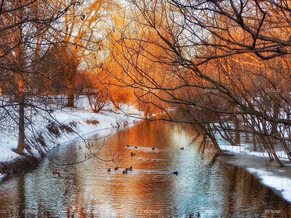 Ducks swimming in river during winter