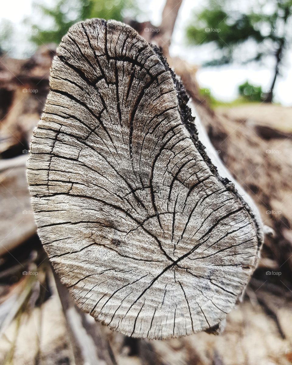 Pattern and tree rings on tree root