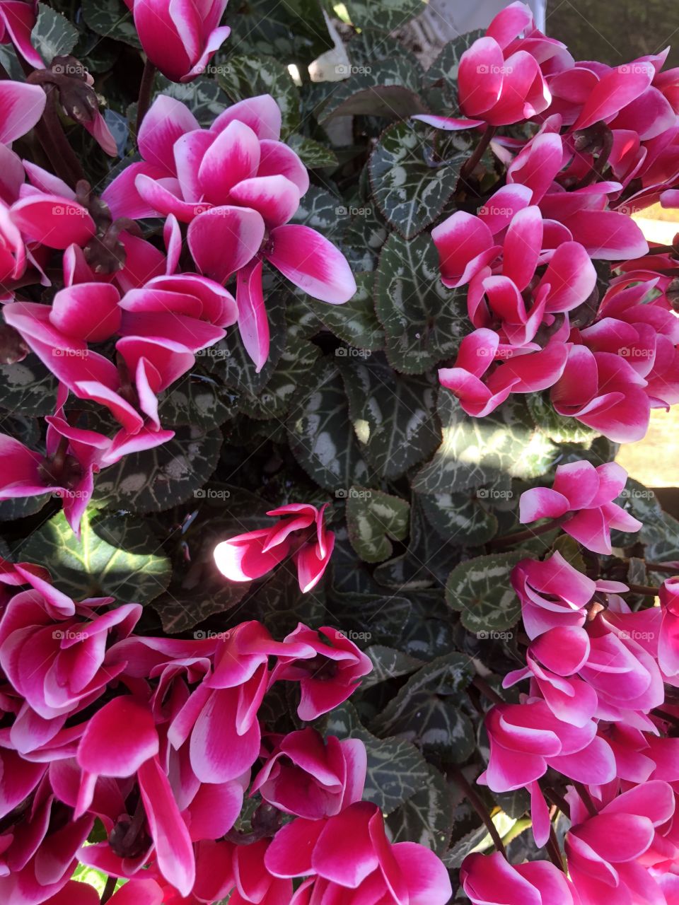 These cyclamen buds look so energized you feel that their pink buds will pop out at any time, cyclamen on superb condition.