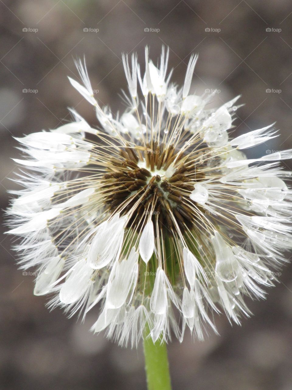 Wet Dandelion - Textures of the World Mission