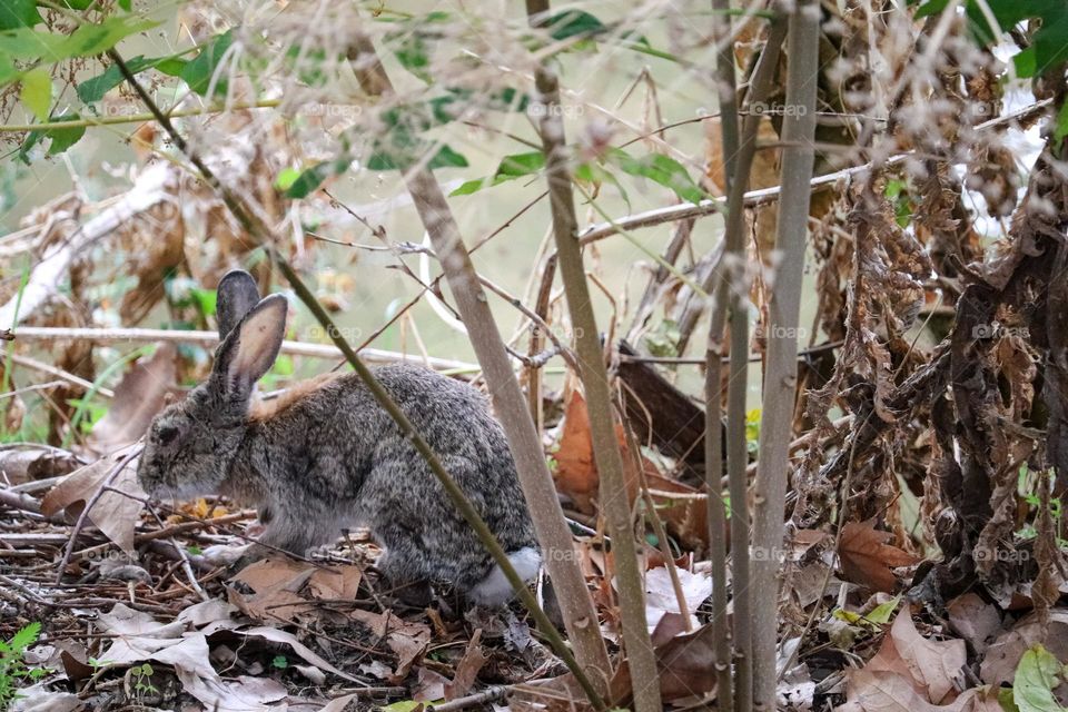 A wild rabbit in a wooded part of the city of Madrid