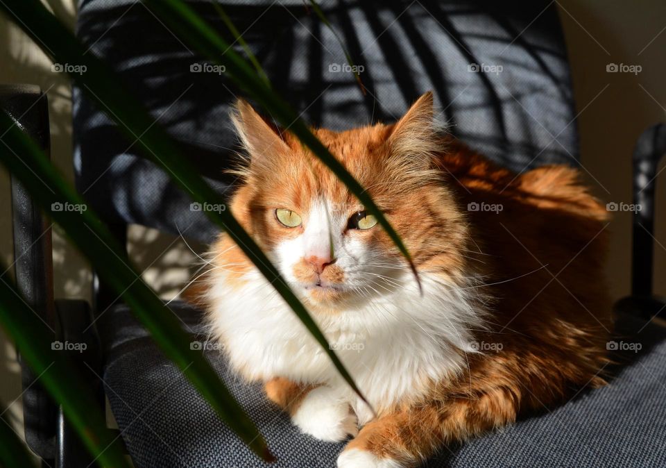 cat relaxing home in sunlight