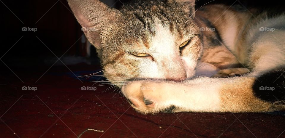 The cat that stealthily sleeps