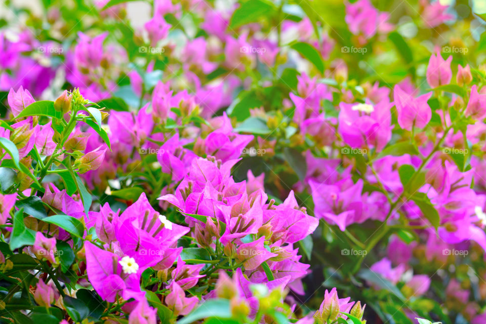 Bougainvillea flowers. Blurred photo background.