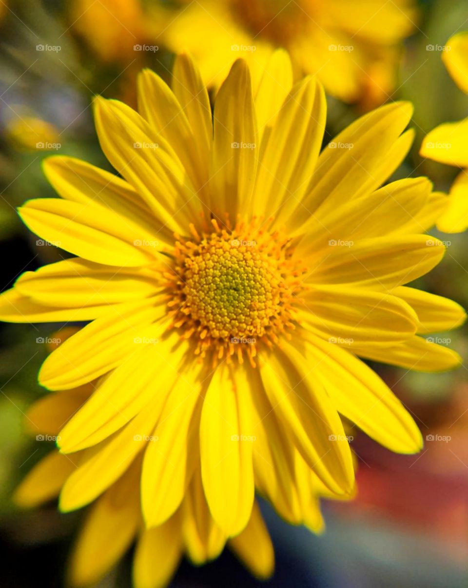 Chamomile (Yellow Daisy) Perennial flowering plant. Beautiful flower of nature.