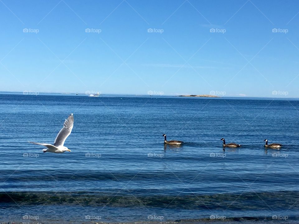 When a seagull meets the ducks