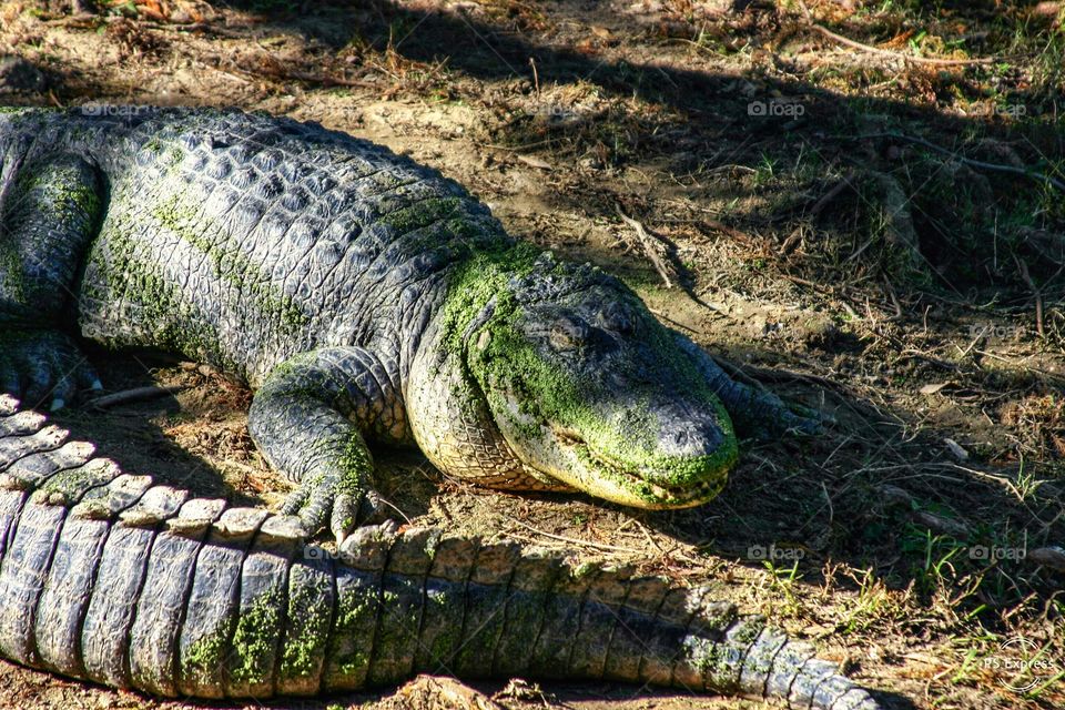 An Alligator’s Sinister Smile 