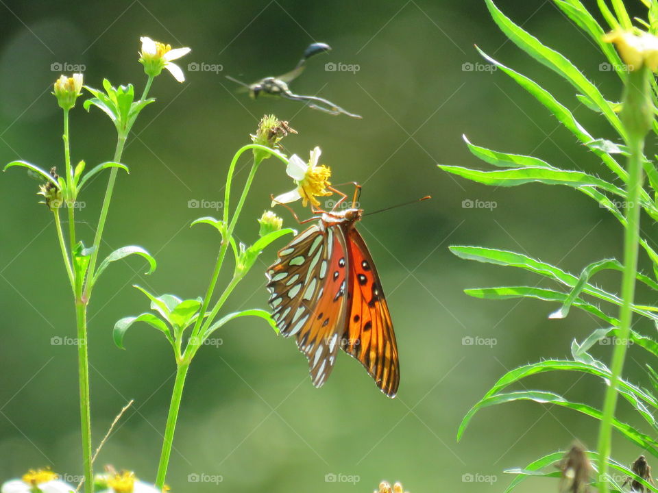 gulf fritillary
