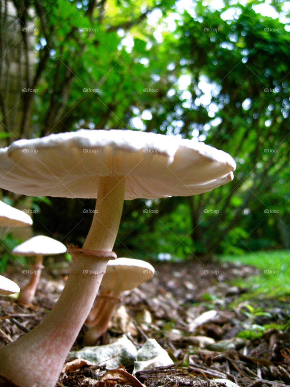 garden nature mushroom fungi by solerito
