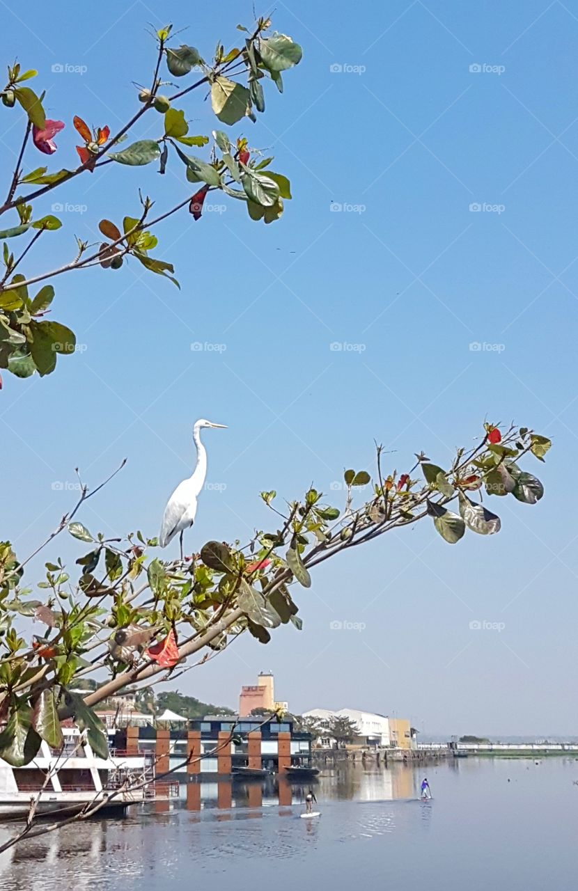 PANTANAL MS BRAZIL