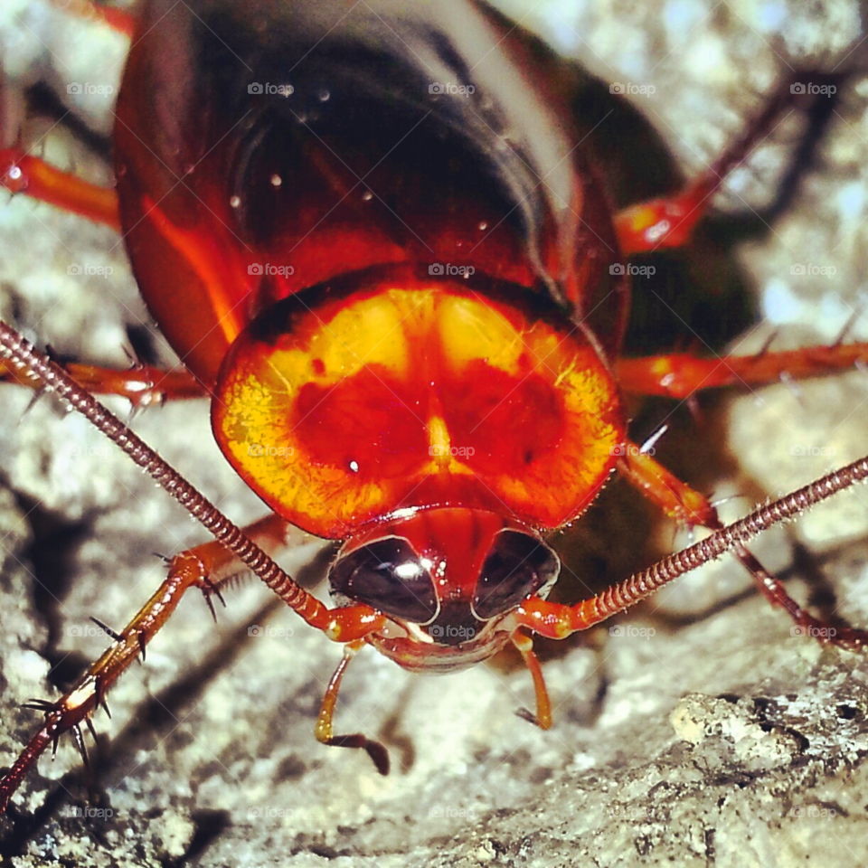 Close up roach
