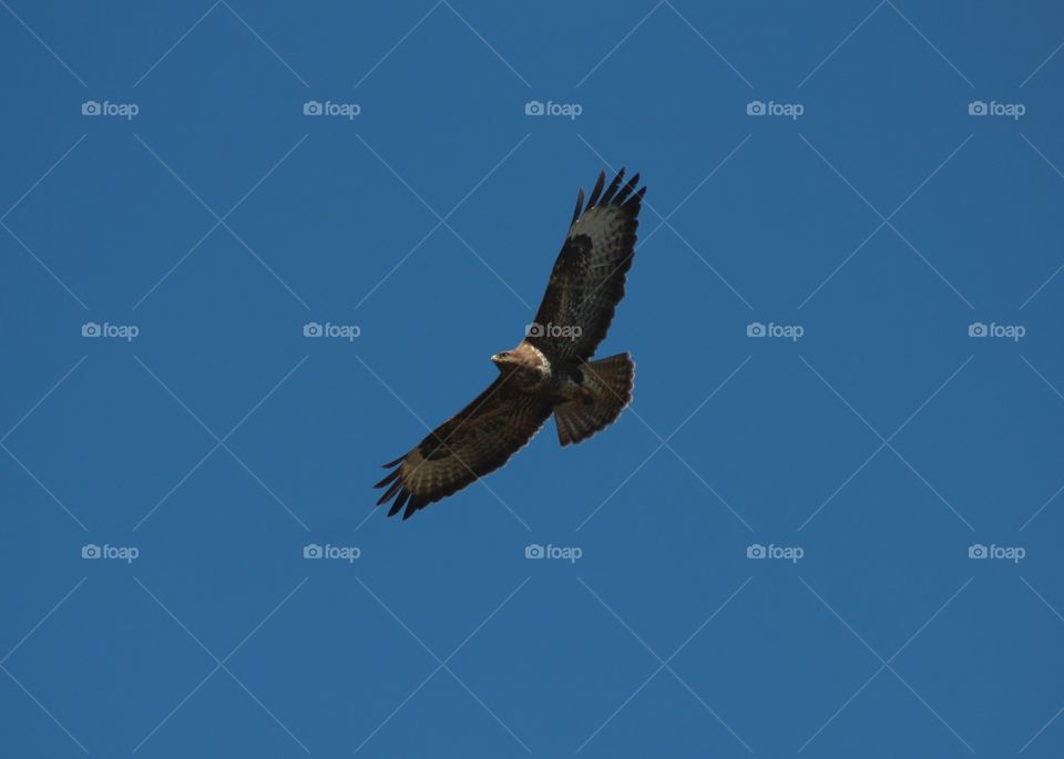 Animals, buzzards, bird, wings, flight