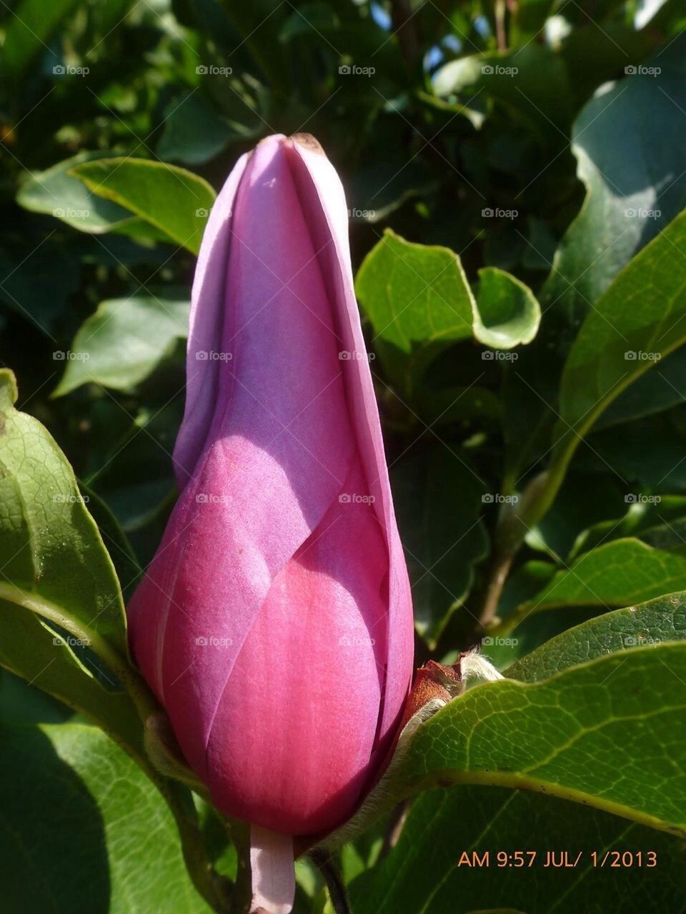 Red-purple magnolia