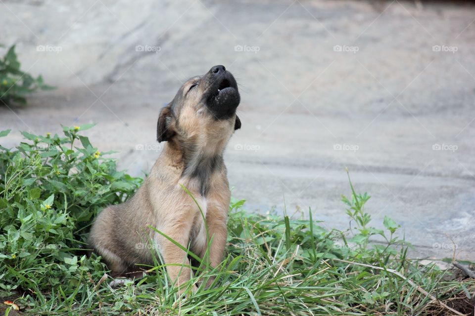 learning to howl