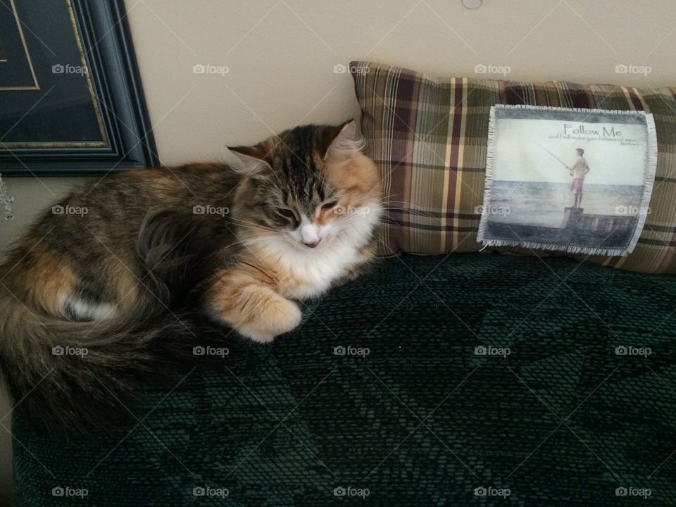 Sleeping cat on top of couch