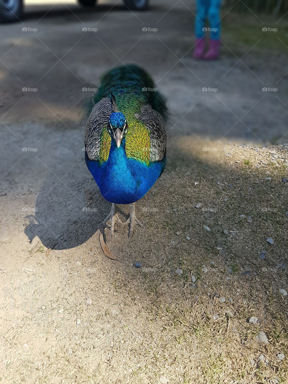 Peacock / Pavo Real