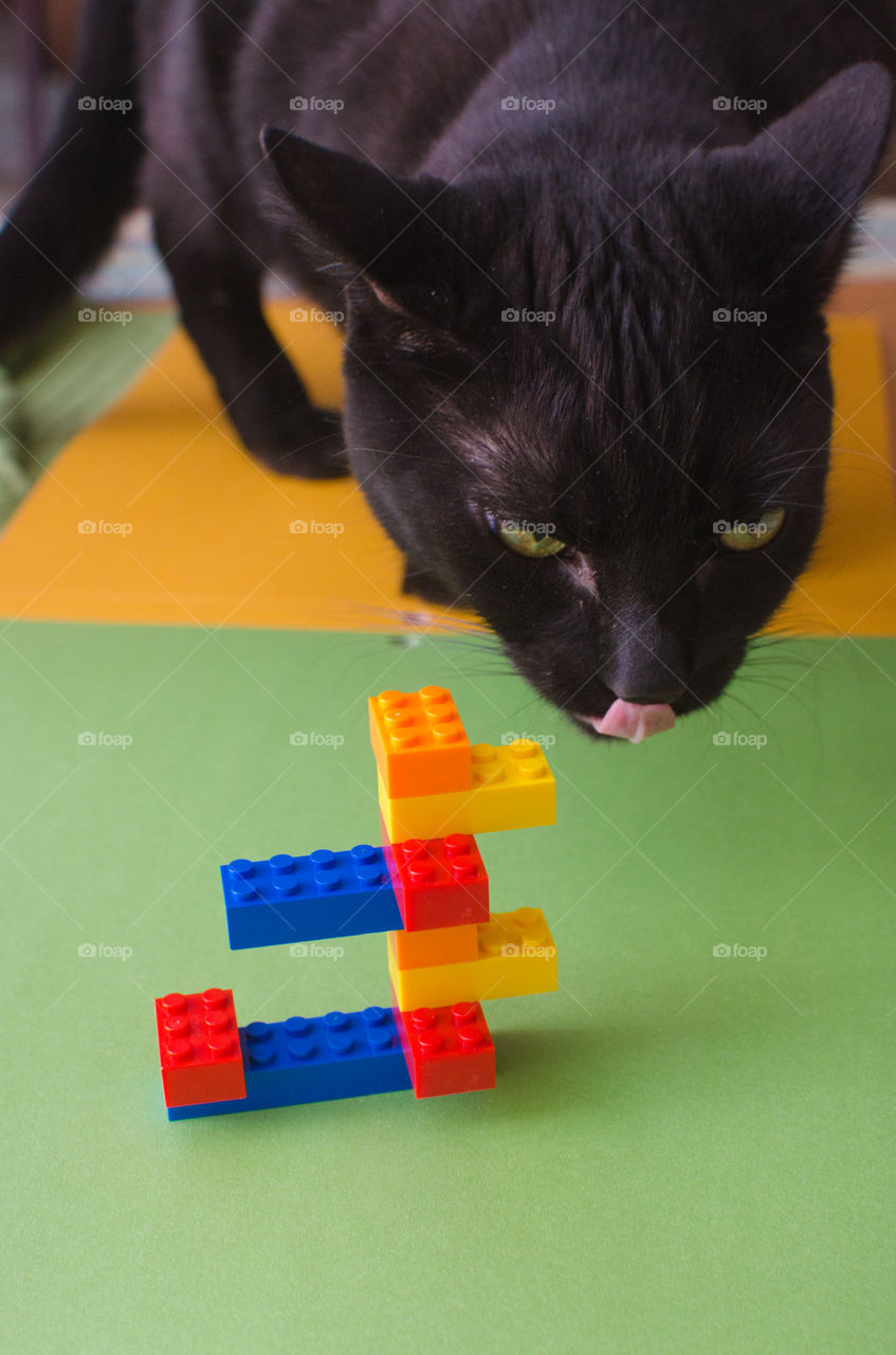 black cat checking out a pile of Legos