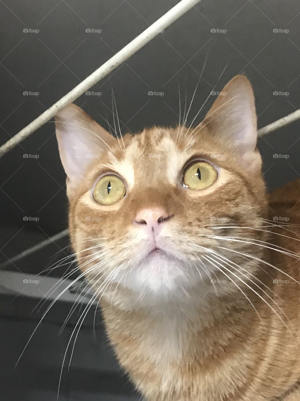 Kitty looking attentive