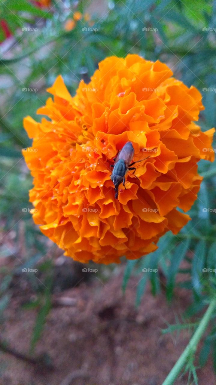 Elevated view of insect on orange flower