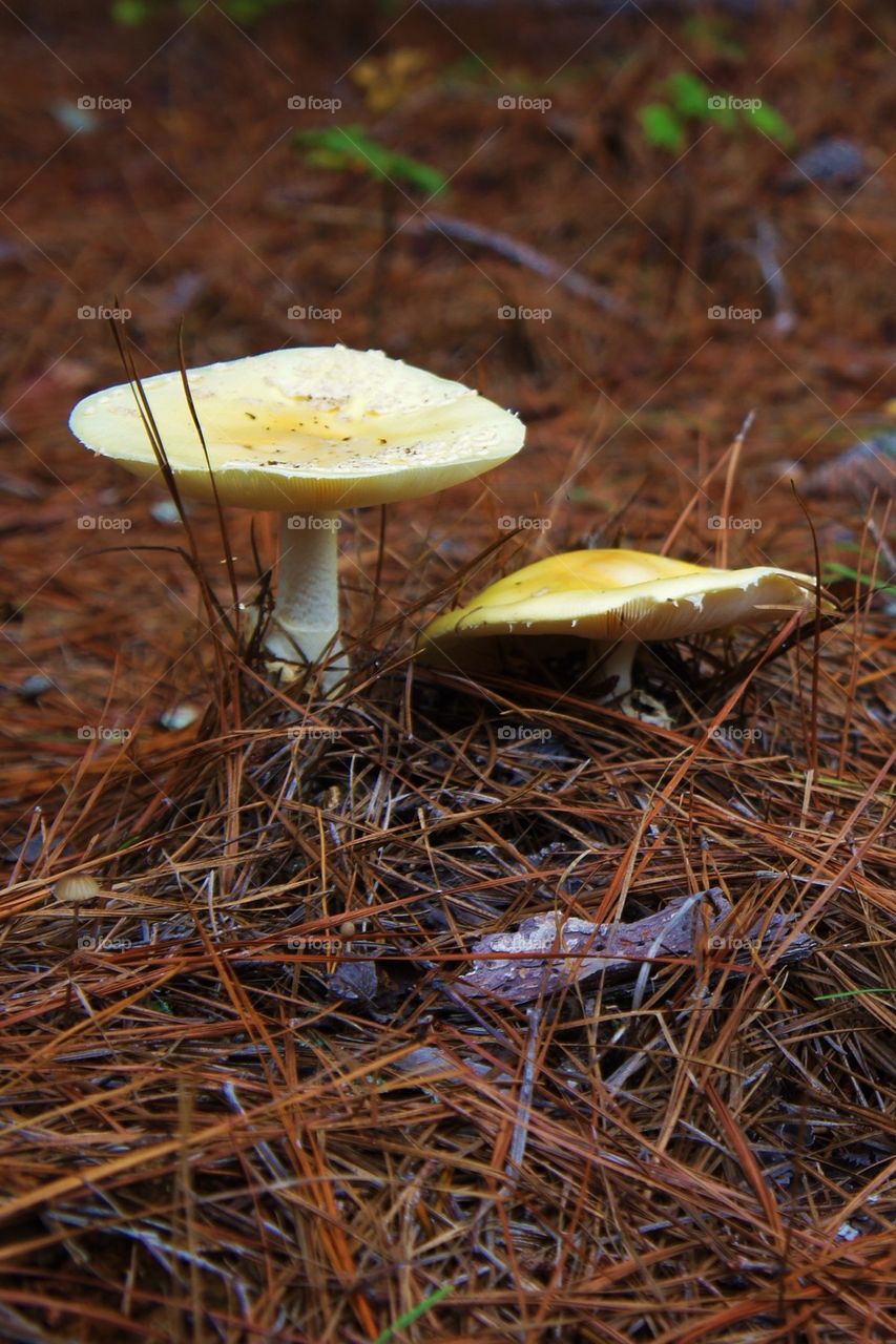 Close-up of a uncultivated mushrooms