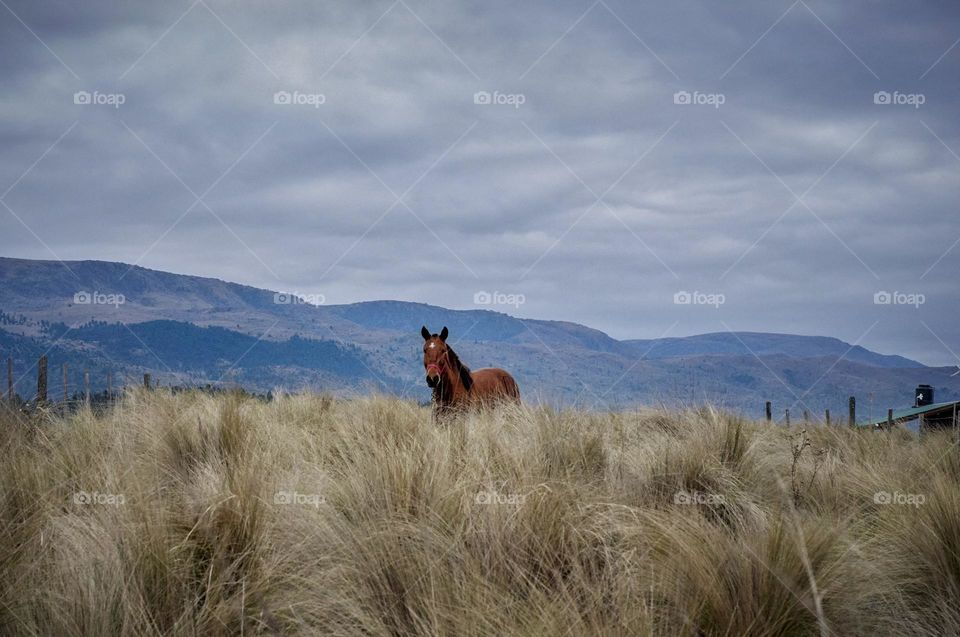 Free horse in the mountains.