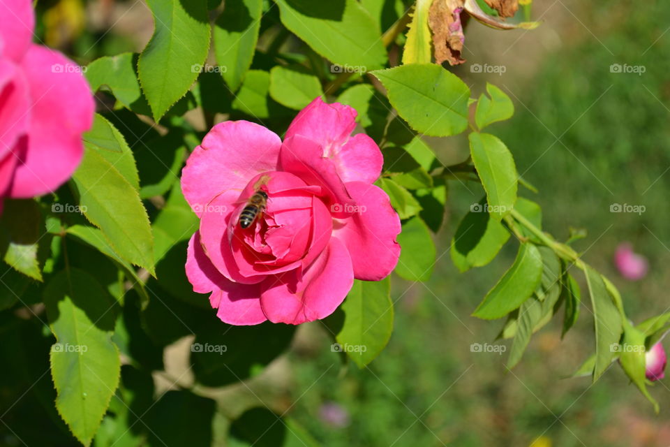 bee on rose