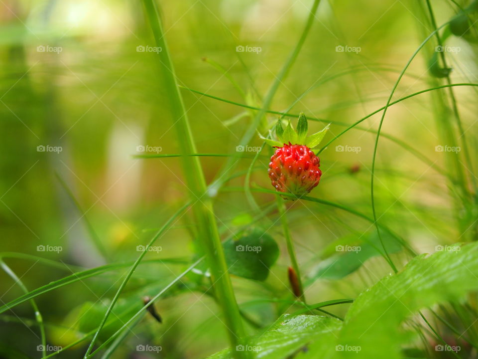 Wild strawberry