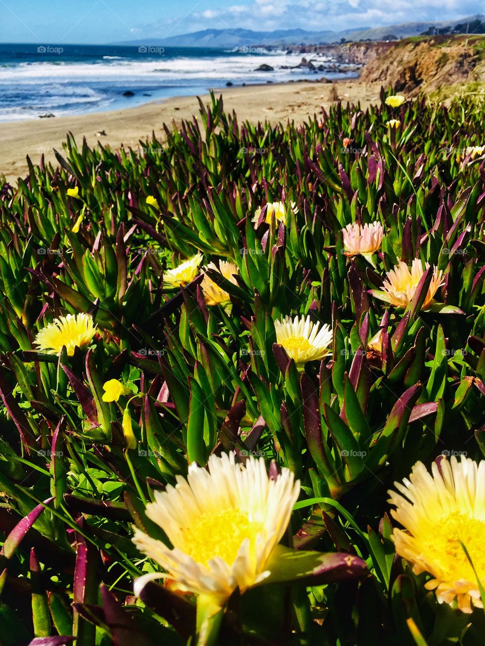 Coastal Flowers