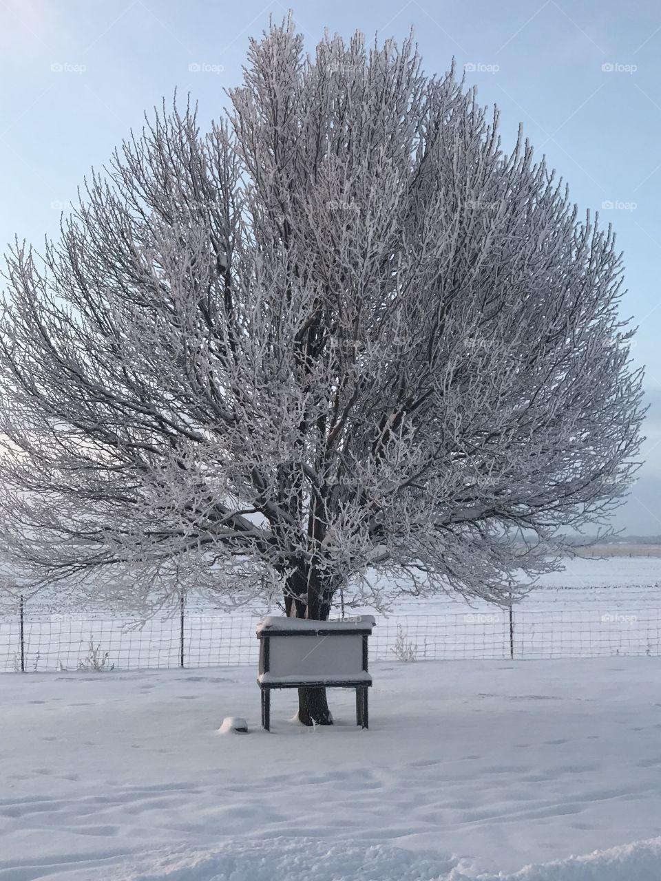 Frosty tree. Snowy. Cold. Winter.