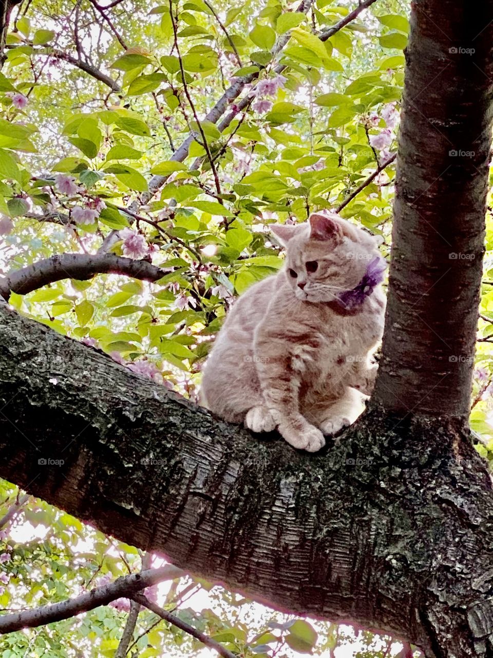 Lovely cat on the top of the tree looking, surrounded with beautiful cherry blossoms. 