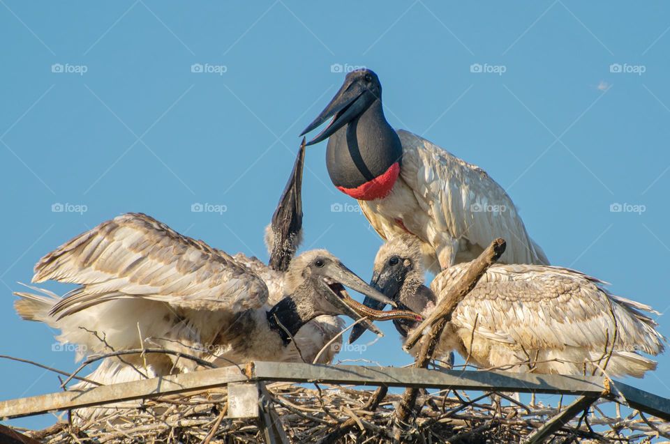 Mamãe Tuiuiú alimentando seus filhotes com três meses de vida. Fotografia inédita feita no Pantanal Sul Mato-grossense. São os primeiros filhotes nascidos em ninho artificial após os incêndios de 2020 destruírem o original.