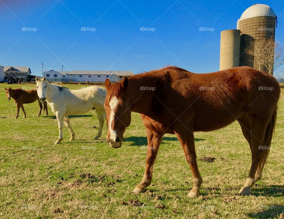 Three Horses