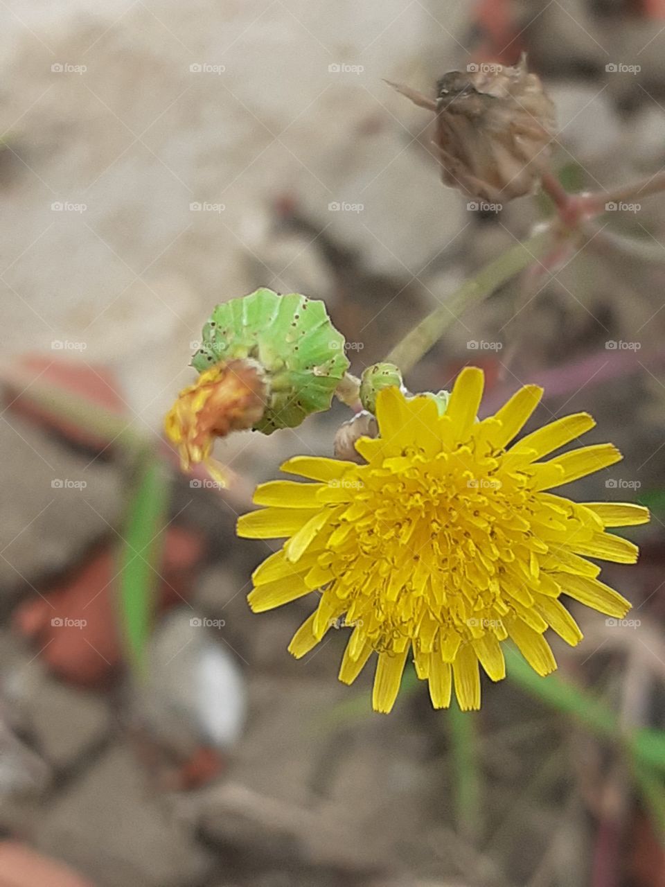 Sou pequena,porém linda na beleza