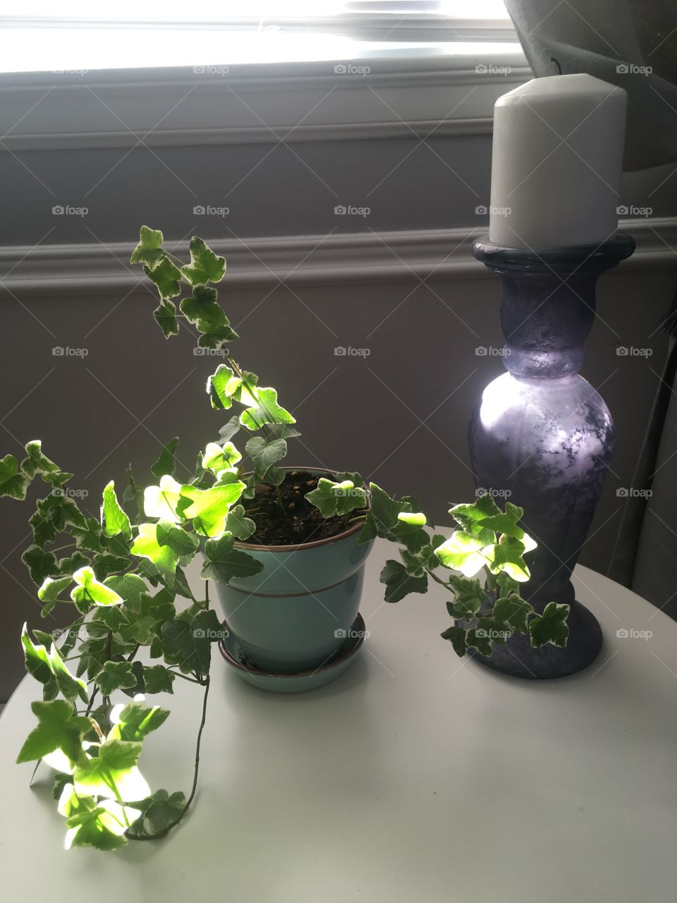 Sunlight on ivy