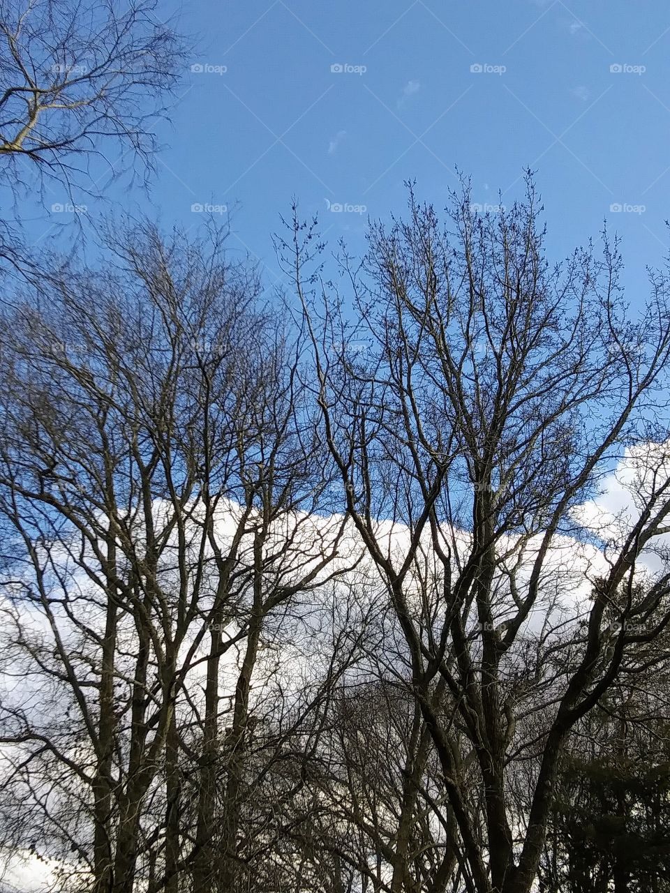 clouds behind trees