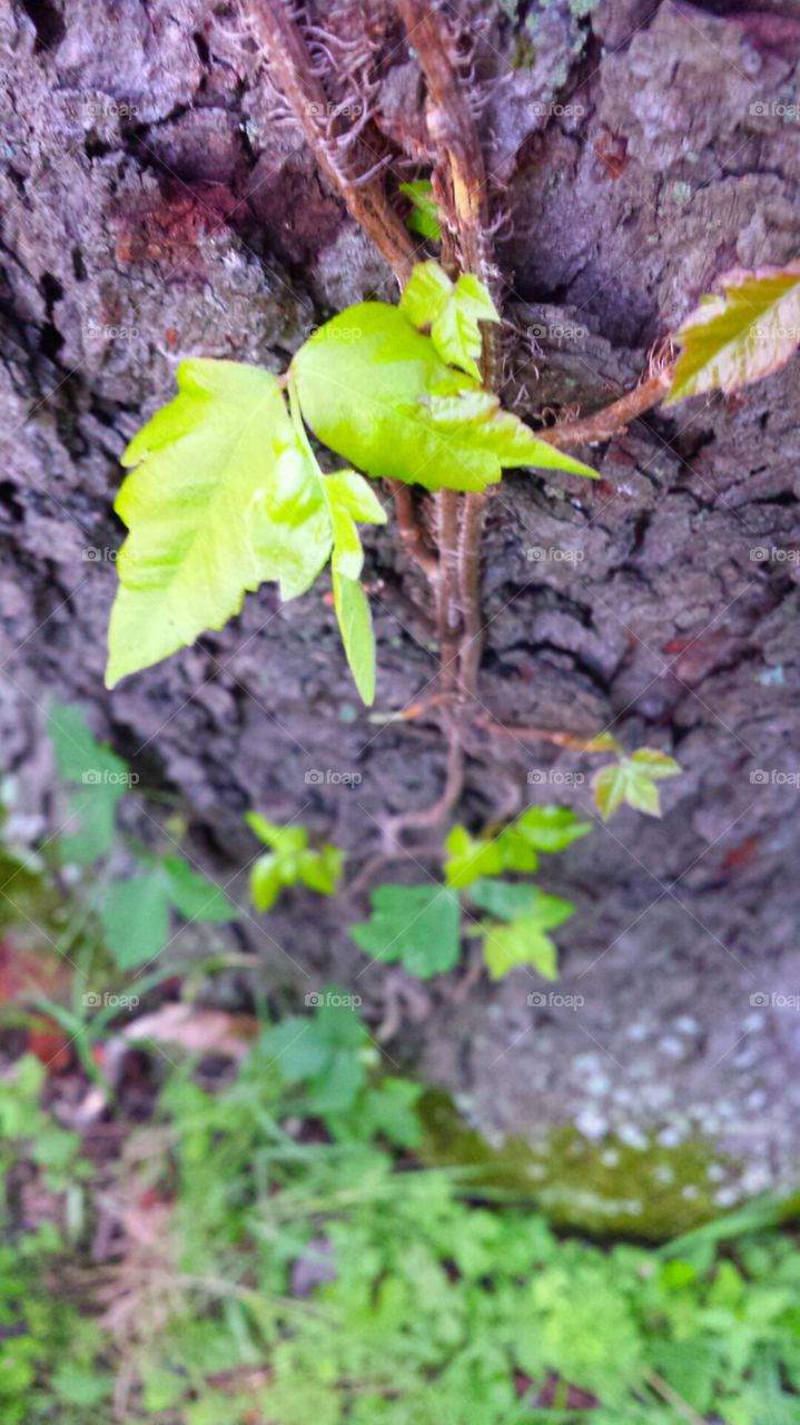 Leaf, Nature, Flora, Growth, Outdoors