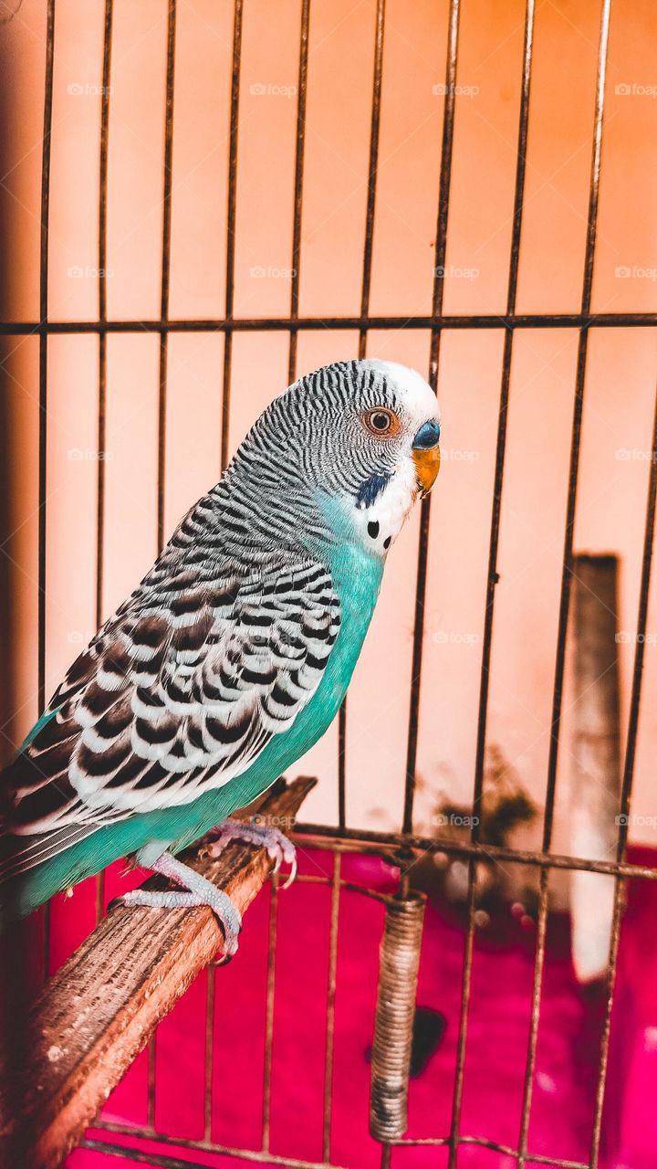 Budgerigar | periquito australiano