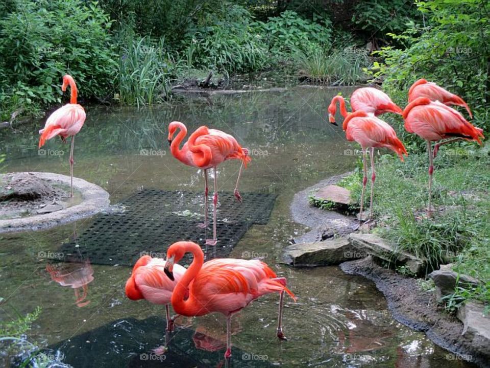 flamingo