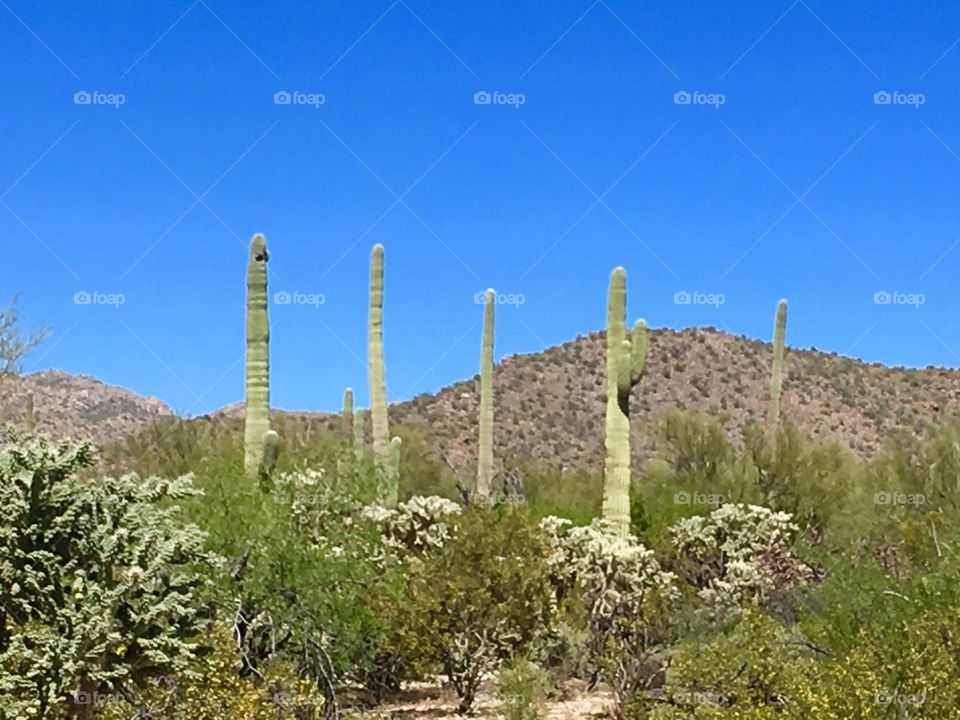 Saguaro all in a row. 