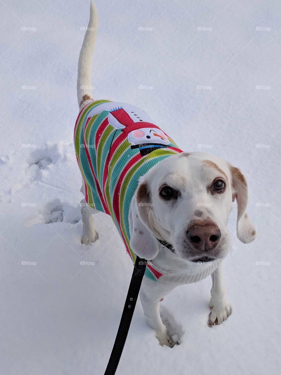 Sheldon the coonhound taking a walk in the snow from this weekend's storm