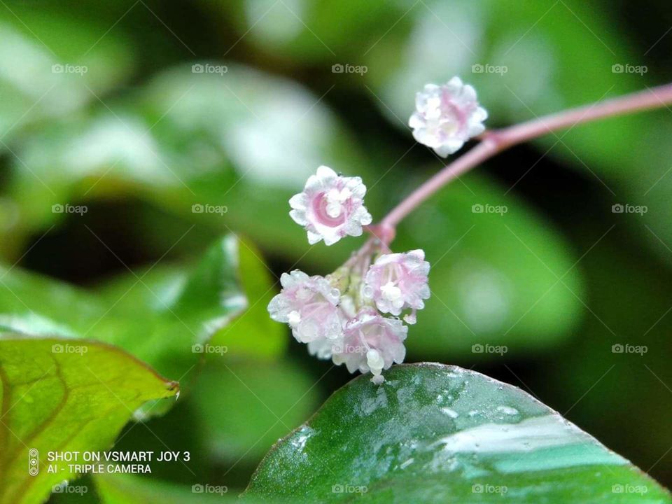 tiny flowers