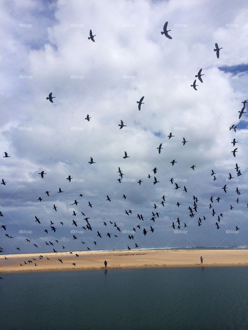 Birds flying over beach and storm approaching 