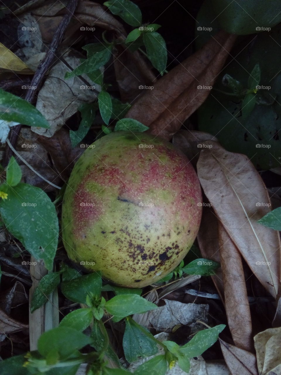 Fruit on the ground