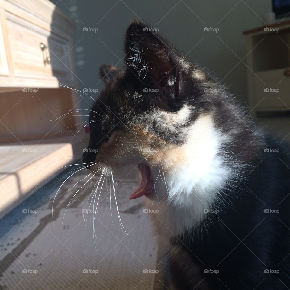My Kitten yawning - Side Profile
