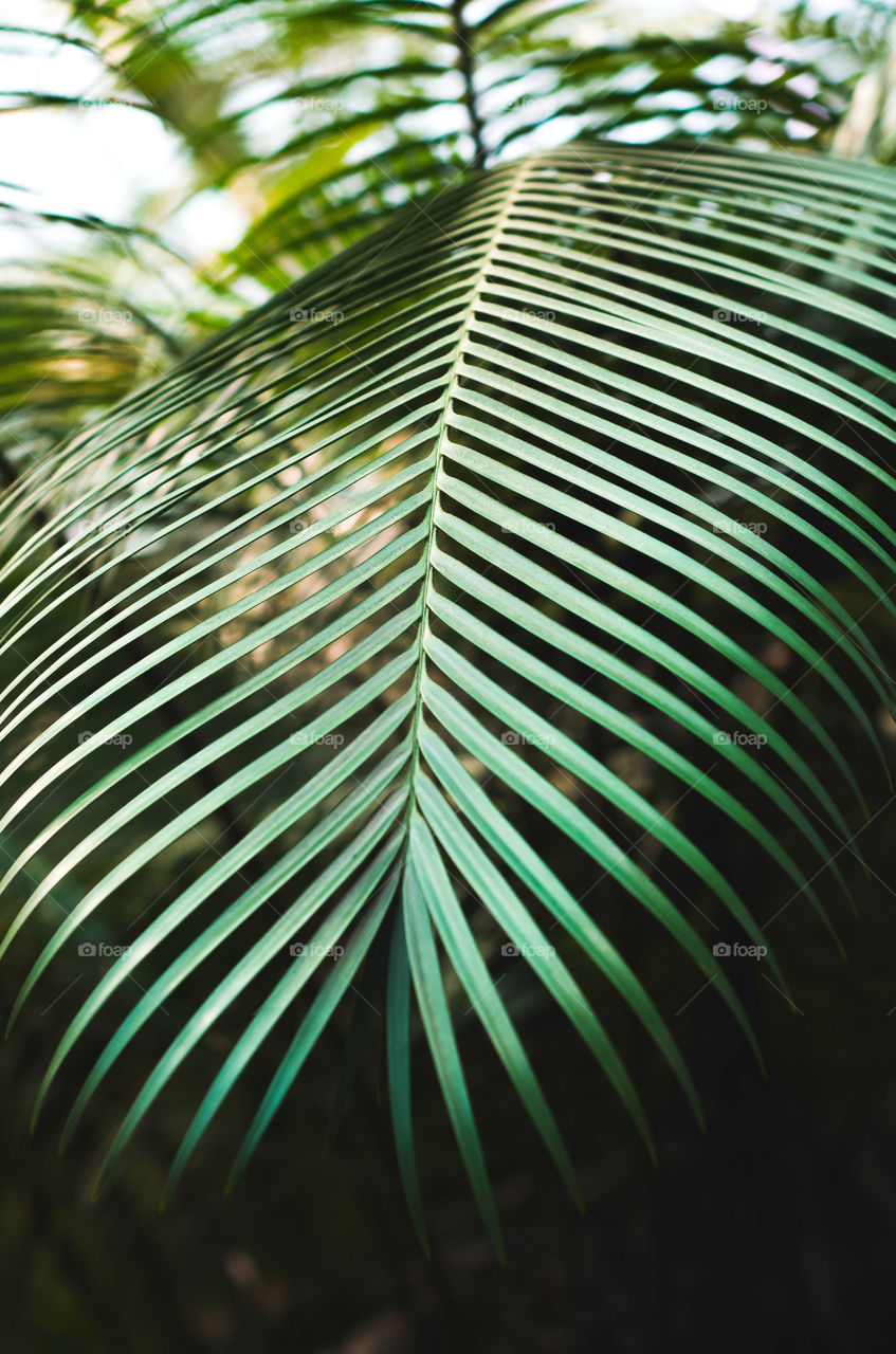 An elegant palm leaf. Stylish subtle natural lines and textures. Botanical poster for the interior. Shades of green, muted dark tone. Selective focus.