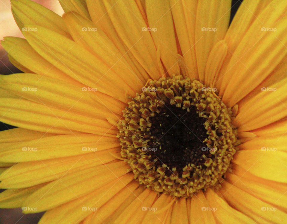 A close up of a member of the sunflower family taking in the sun.